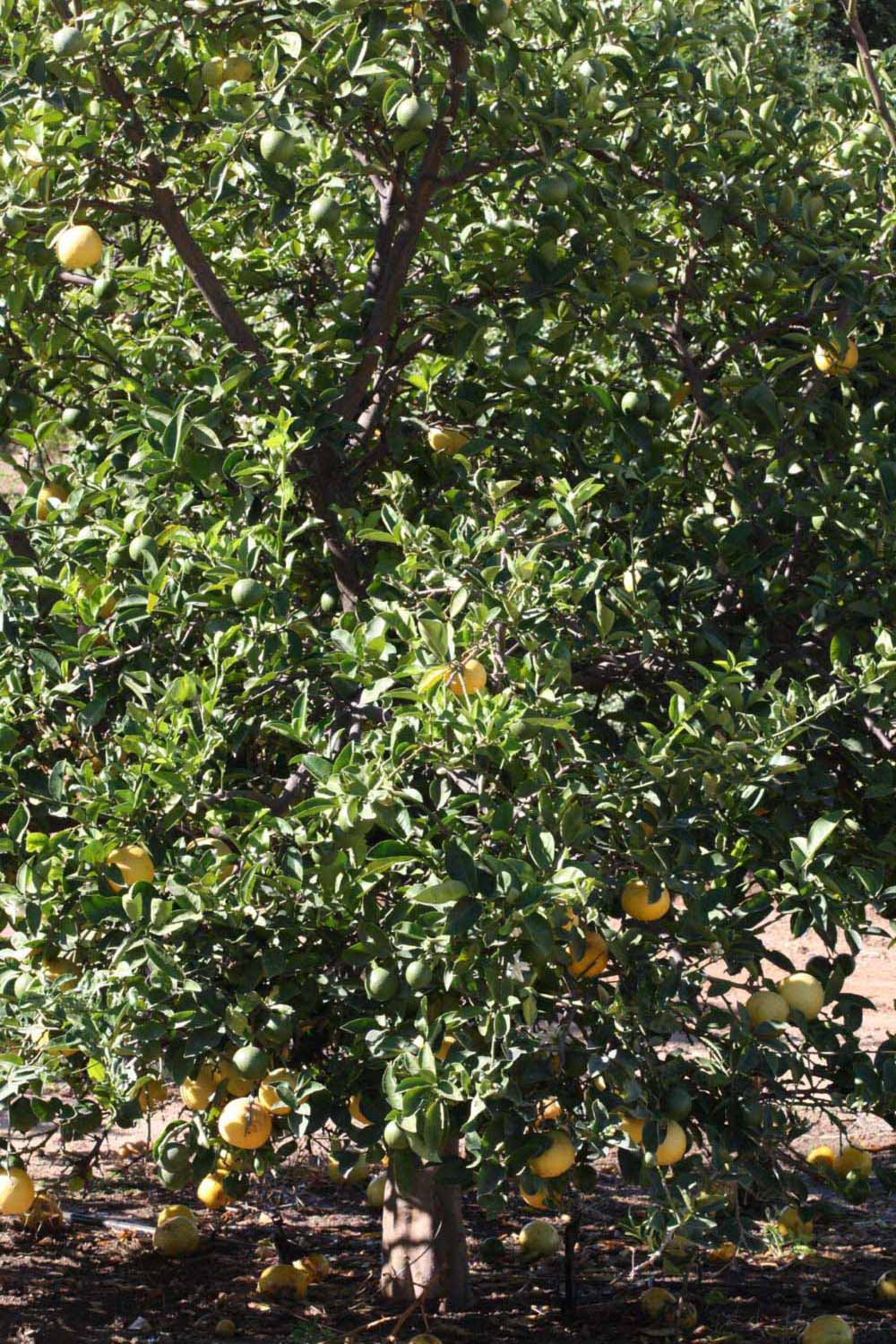            Habit (Riverside, CA)   